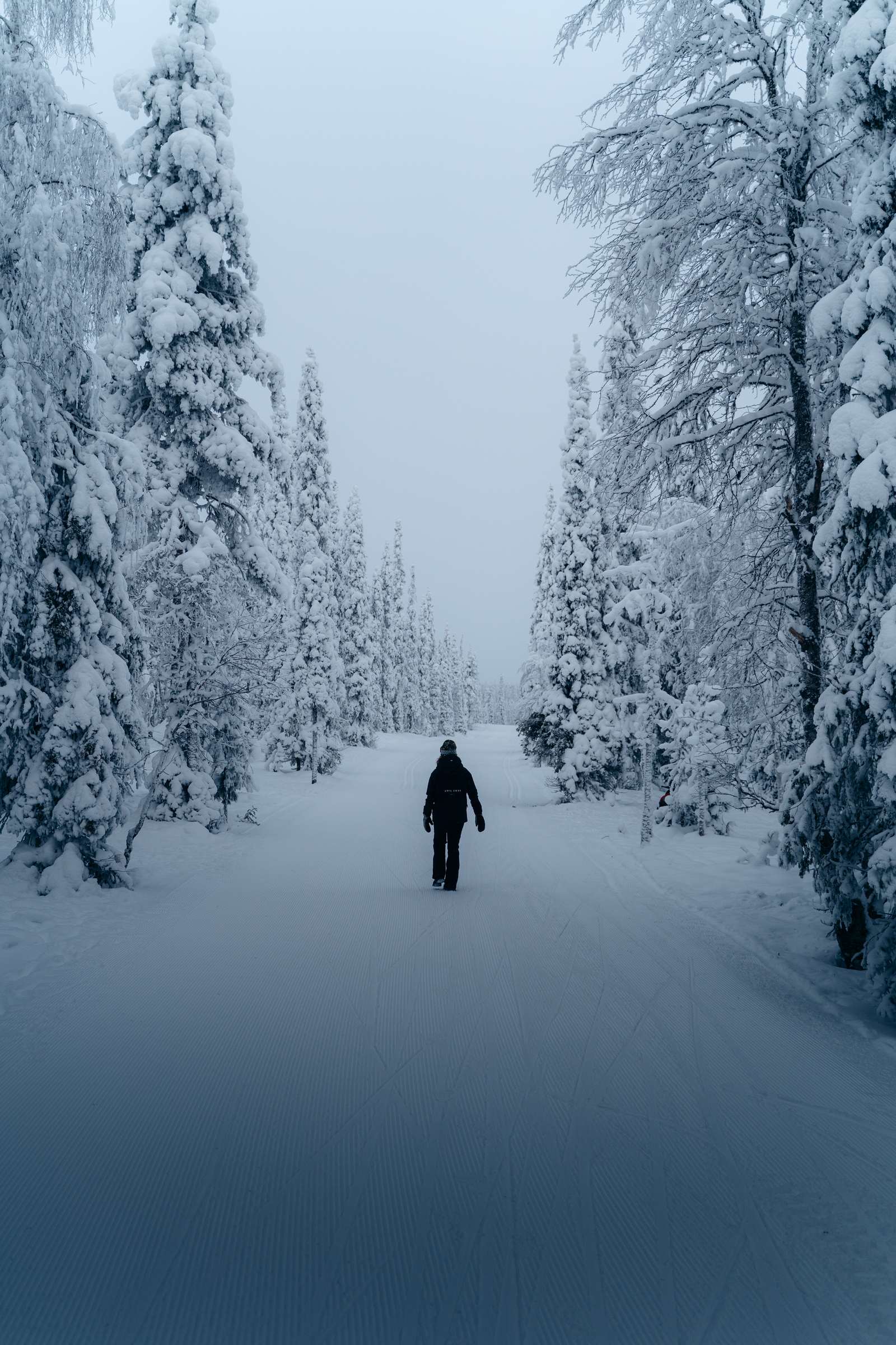 A lone walker on a snow-covered track between frost-laden pines in Finland
